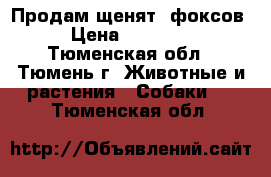 Продам щенят ,фоксов › Цена ­ 20 000 - Тюменская обл., Тюмень г. Животные и растения » Собаки   . Тюменская обл.